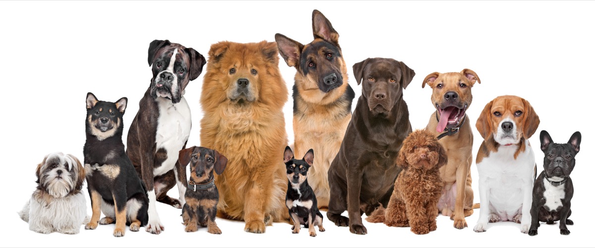 dog breed trivia quiz